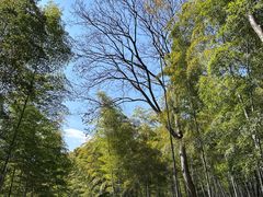 -上海佘山国家森林公园天马山园