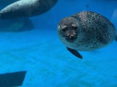 -珠海长隆海洋王国