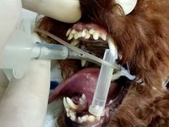 -菲尔斯特宠物医院