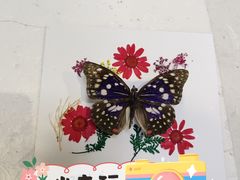 -上海大自然野生昆虫馆