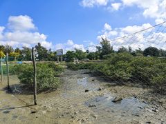 -红树林天天赶海