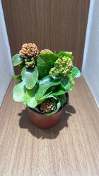 -如一·美甲美睫