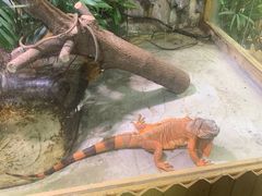 -上海大自然野生昆虫馆(东方明珠·爬宠昆虫探索中心)
