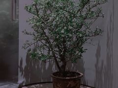 -二酉书店TOYOU BOOKS