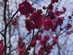 -香雪海