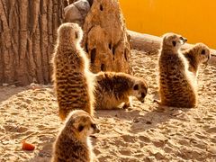 -北京野生动物园