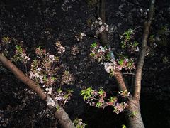 -高东镇樱花园