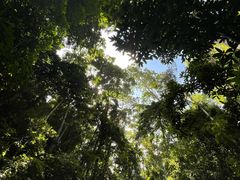 -西双版纳原始森林公园