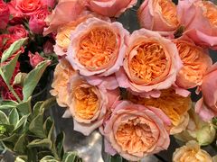 -植物学家的女儿(北马道巷店)