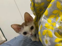 -山宅一喵德文卷毛猫舍