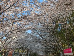 -高东镇樱花园