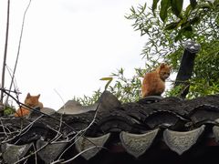 -秋霞圃