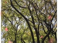 -上海共青森林公园