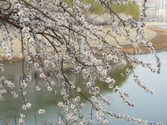 -桃花堤公园