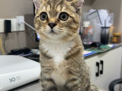 -四月宠物医院·猫专科·心脏专科·内科(转塘店)