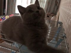 -喵zoo家庭繁育猫舍(尖东智能花园店)