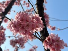 -顾村公园