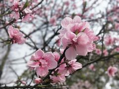-金鸡湖桃花岛