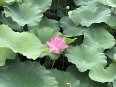 -荷塘月色湿地公园·向阳花洲