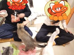 -三花喵·撸猫购宠·宠物生活馆(虹桥南丰城店)