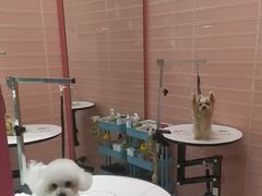 -FAELING PETS美天灵宠物(合生汇店)
