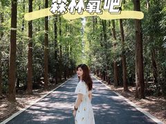 -东平国家森林公园