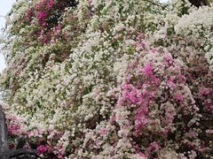 -深圳国际园林花卉博览园