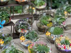 -深圳市中科院仙湖植物园