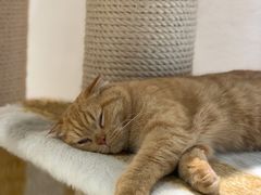 -藏猫猫咖啡主题馆(中央大道店)