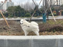 -PETKIT小佩宠物(古北店)