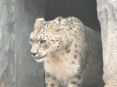 -青藏高原野生动物园