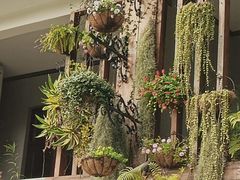 -深圳仙湖植物园