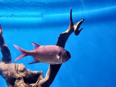 -烟台海昌鲸鲨海洋公园