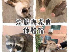 -浣熊柯尔鸭土拨鼠·电玩咖