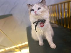 -喵喵咪呀布偶猫咖(春熙路店)