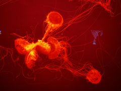 -多彩贵州城极地海洋世界