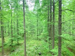 -黄海国家森林公园