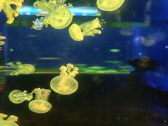 -欢乐海岸海洋奇梦馆