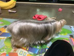-瑞鹏宠物医院·骨科·猫科·内科(第一中心)