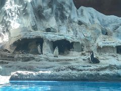 -帝企鹅自助餐厅•儿童岛•真企鹅(长隆企鹅酒店)