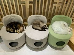 -猫和宫(六道口店)