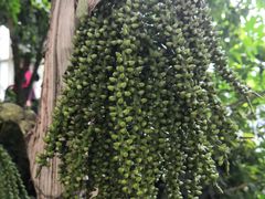 -石家庄市植物园