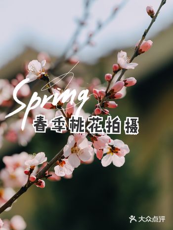 选址:首先地理位置一定要选择桃花矮一些的,这样景深可