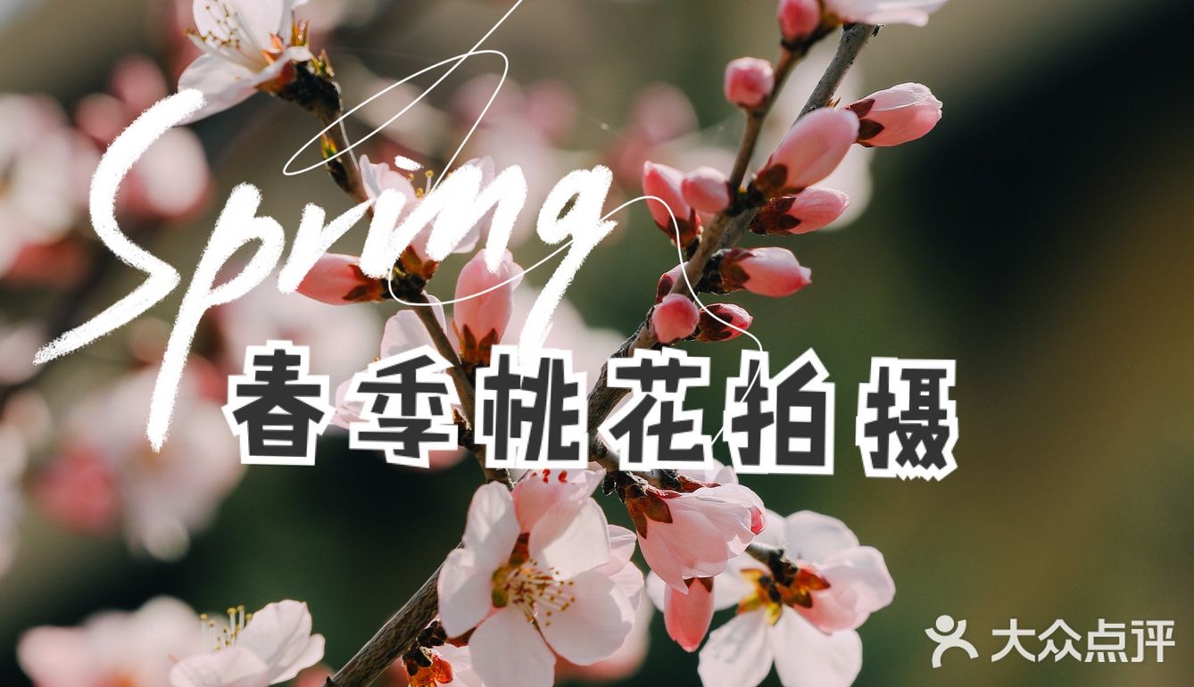 春季桃花拍照教程