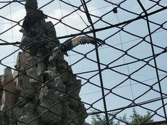 -清真老马家国华牛奶鸡蛋醪糟(正宁路店)