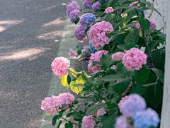 -合肥滨湖国家森林公园