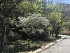 -金龙寺国家森林公园