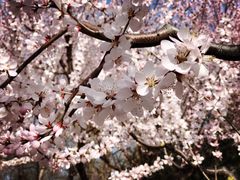 -永定河休闲森林公园