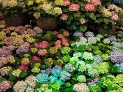 -双季花艺园艺市场(浦东店)