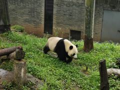 -都江堰中华大熊猫苑